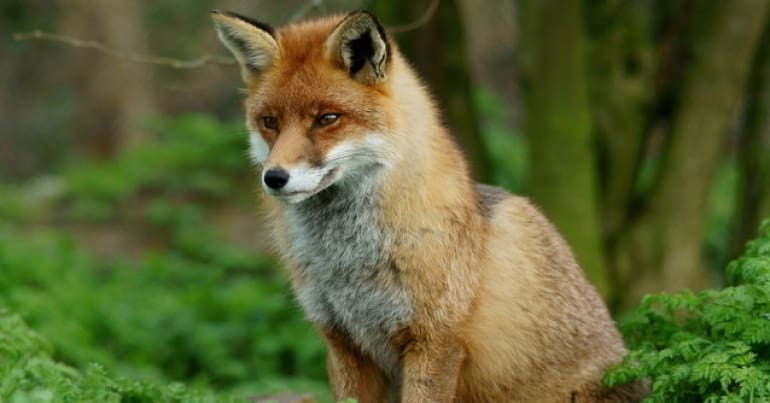 Fox