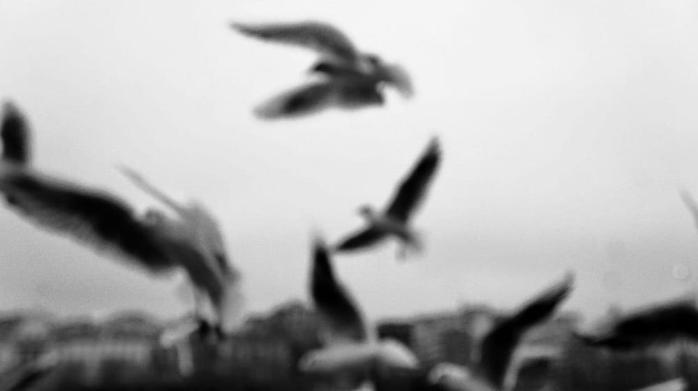 Free as the Birds by David Tovey