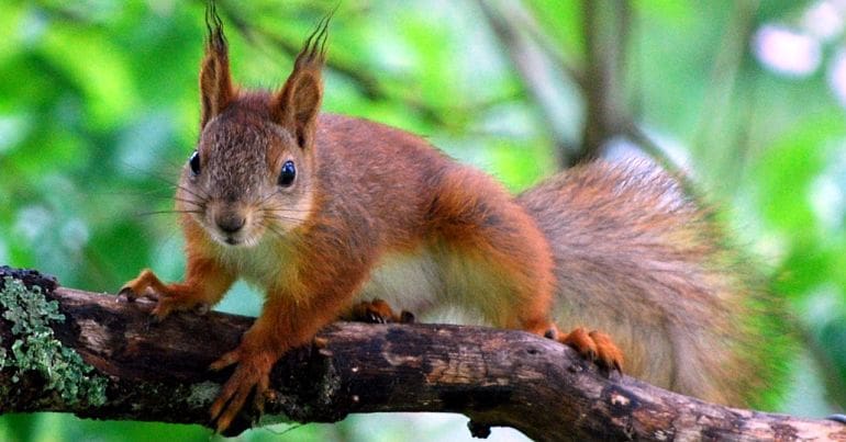 Red Squirrel