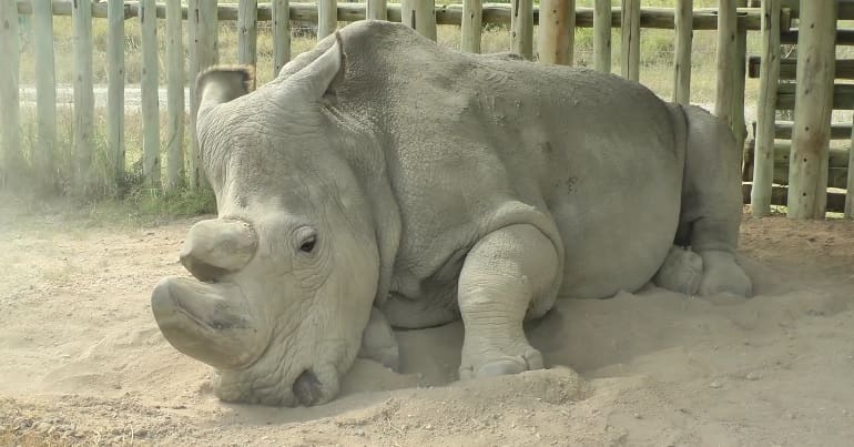 Northern white rhino Sudan dating app we did this