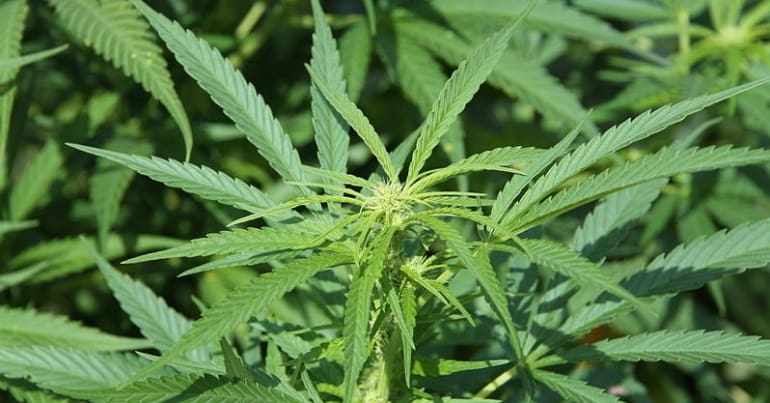 cannabis legalisation