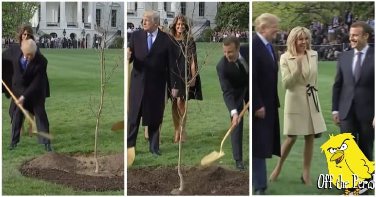 Trump and Macron murdering a young tree