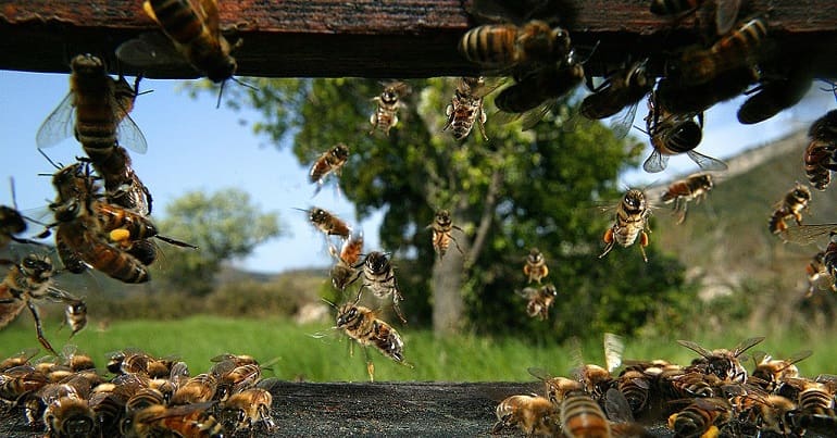 Bees leaving a hive
