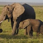 Elephants ivory sales
