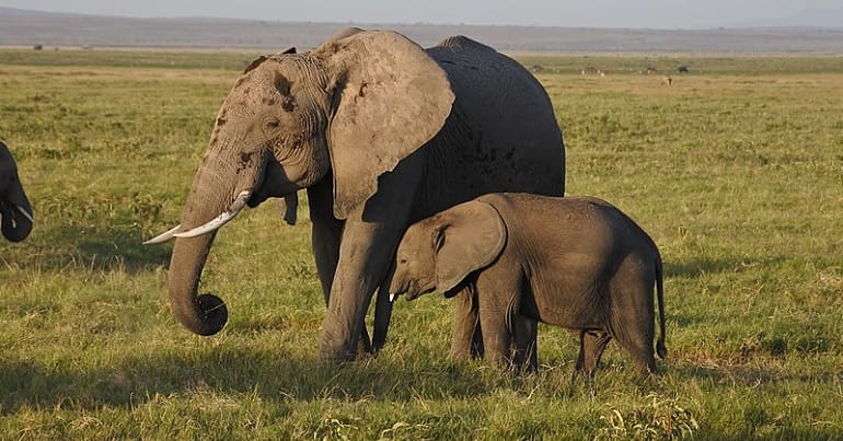 Elephants ivory sales