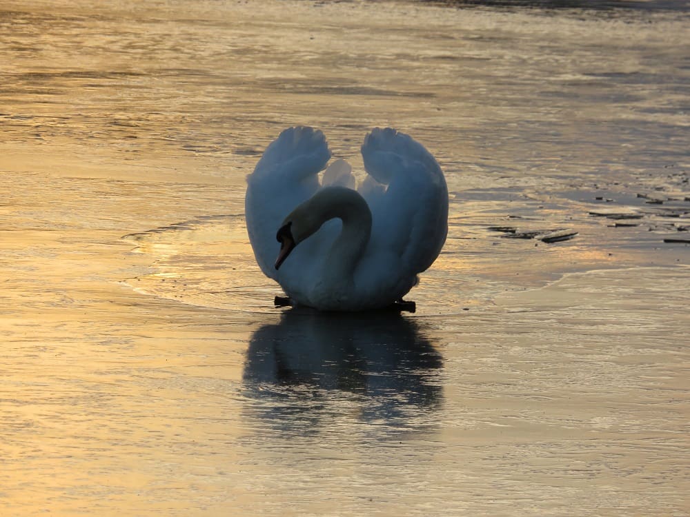 Harkness believes bird watching compliments mindfullness