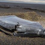 Plastic Pollution