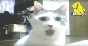 Shocked cat - OMG face!