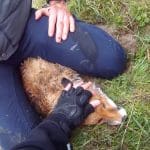 Fox killed by Fitzwilliam Hunt