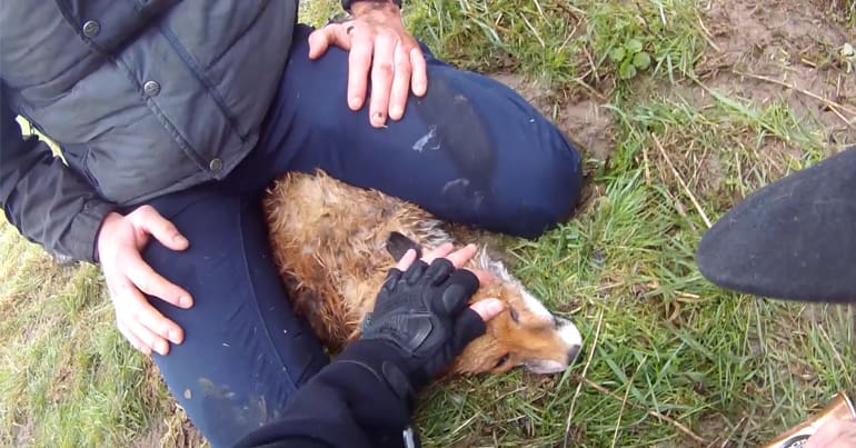 Fox killed by Fitzwilliam Hunt