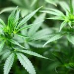 Image of a cannabis plant