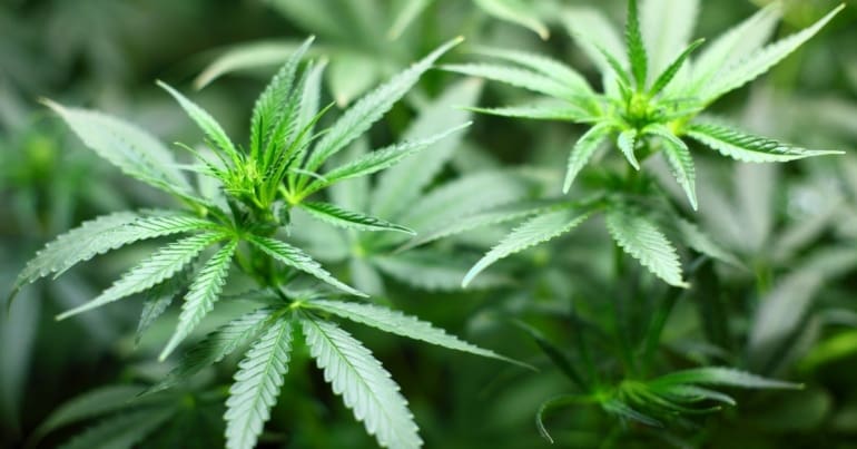 Image of a cannabis plant