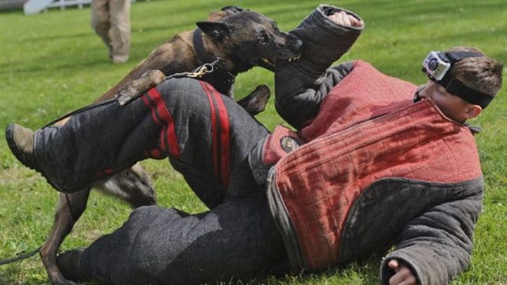 Man in a protective suit being bitten on the arm by a military attack dog