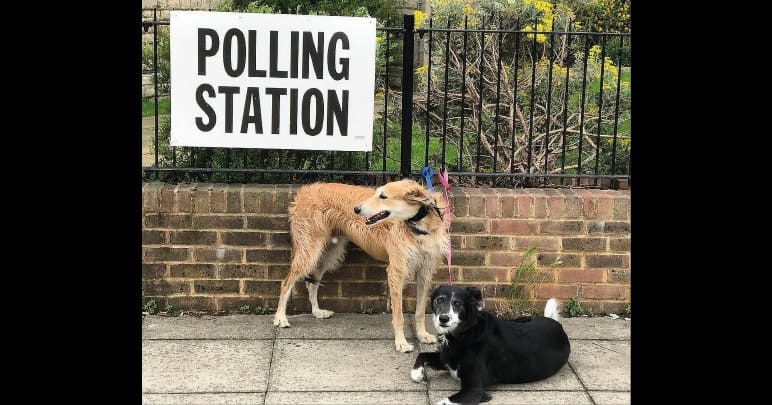 Dogs outside a polling station