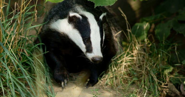 A badger walking through grass