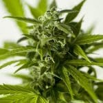 Cannabis plant