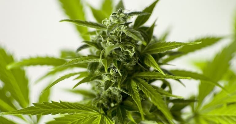 Cannabis plant
