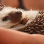 Hedgehog wild mammals under threat of extinction