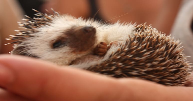 Hedgehog wild mammals under threat of extinction