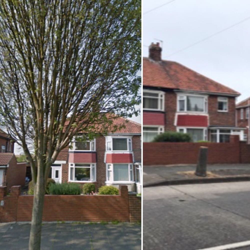 SSTAG trees before and after shot one
