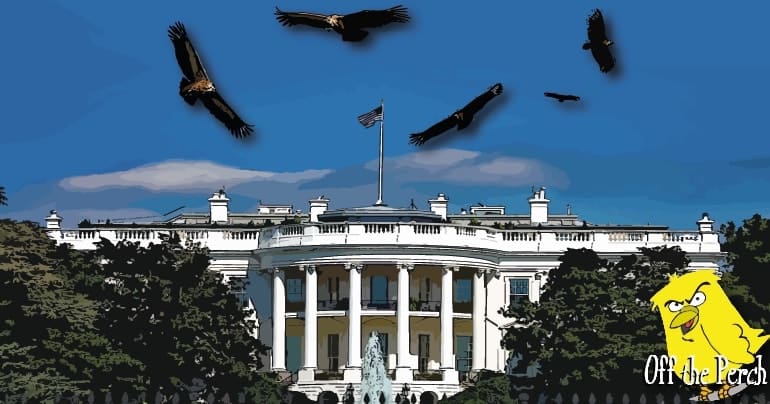 Vultures circling over the White House
