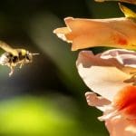 Bumblebee and flower
