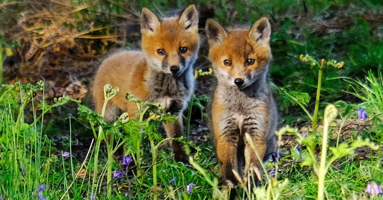 Two fox cubs