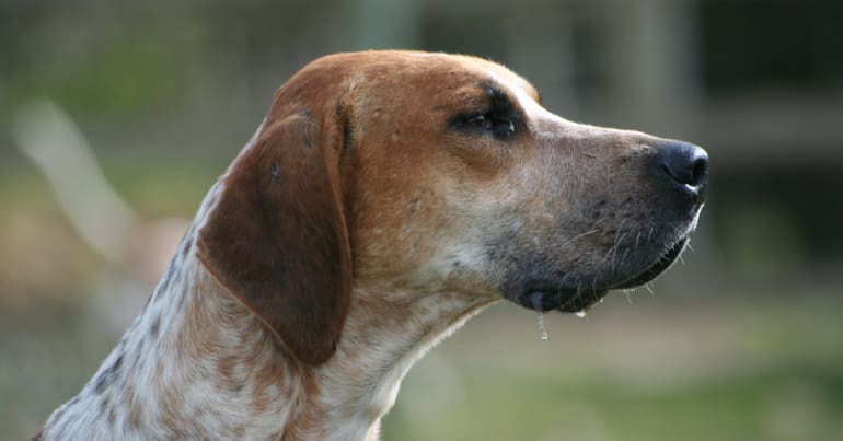 A foxhound's head with strands of drool coming from its mouth