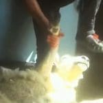 Shearer stamping on sheep's head