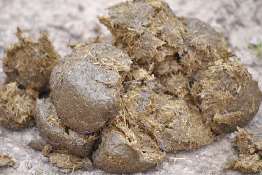 Horse poo