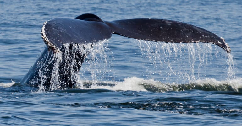 A whale's tail