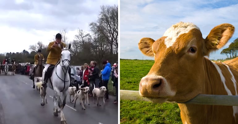 Kimblewick Hunt and a beautiful cow bTB