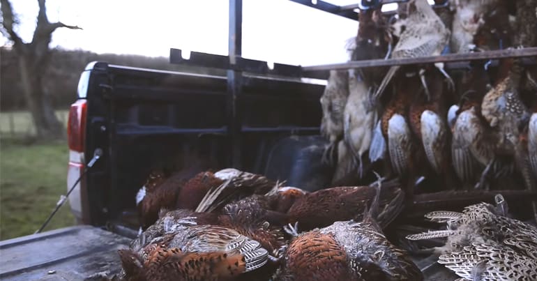 Dead pheasants