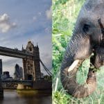 London and elephant