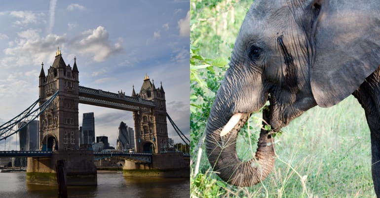 London and elephant