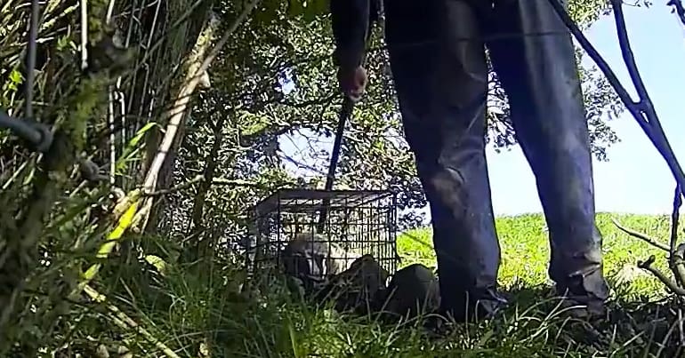 Trapped bagder about to be shot during 2018 badger cull