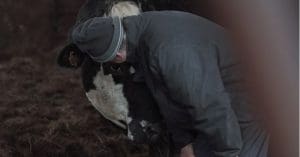 Farmer Jay Wilde leans in to one of his cows
