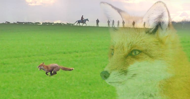 Composite image of a fox, hunt and hunt saboteurs