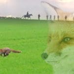 Composite image of a fox, hunt and hunt saboteurs
