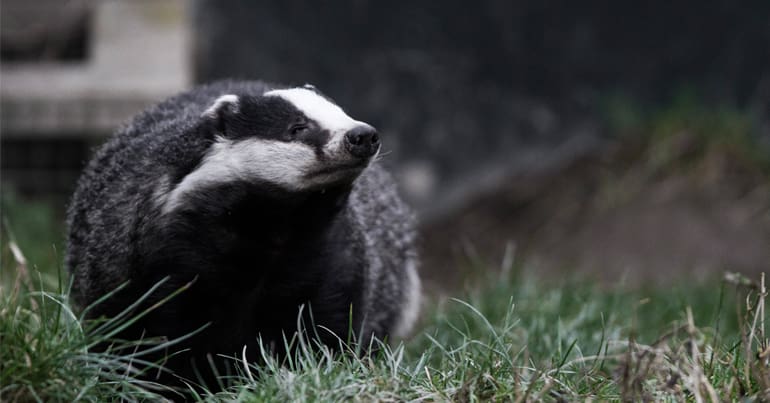 Badger