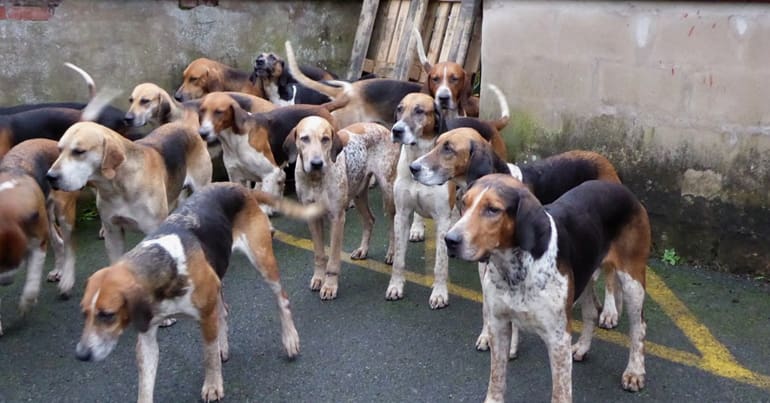 Foxhounds