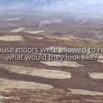 Screenshot from Revive's video that says "If grouse moors were allowed to revive, what would they look like?"