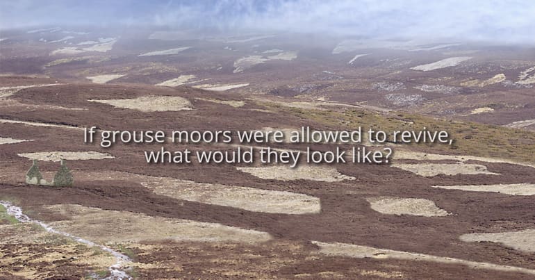 Screenshot from Revive's video that says "If grouse moors were allowed to revive, what would they look like?"
