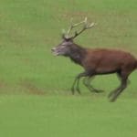 A stag running across a field