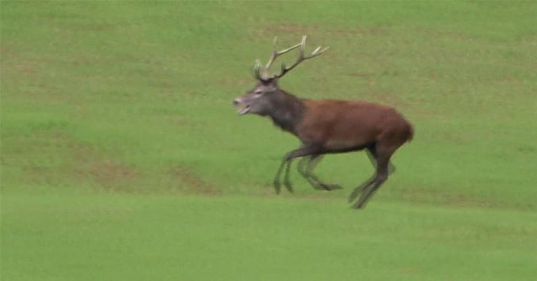 A stag running across a field
