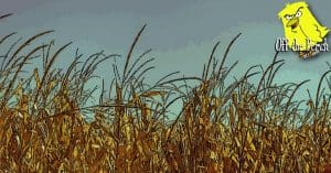 Field of wheat