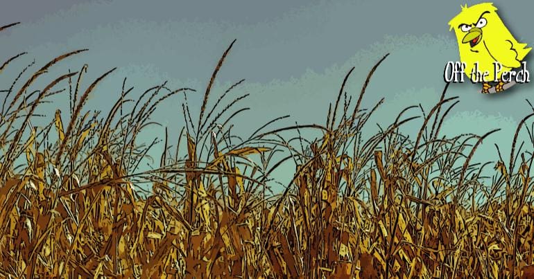 Field of wheat