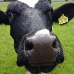 Cow