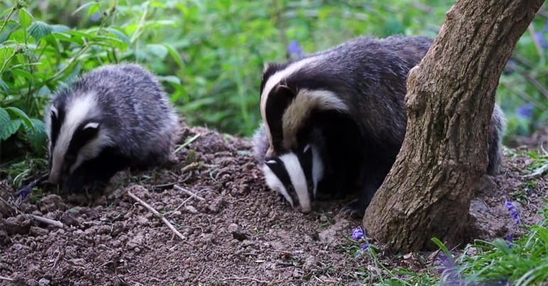 Three badgers