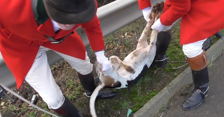 Two huntsmen from the Fitzwilliam Hunt carrying a dead hound